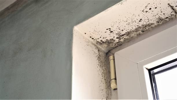 Best Biohazard Mold Removal  in San Diego, CA