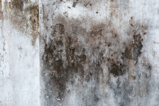 Best Airborne Mold Testing  in San Diego, CA